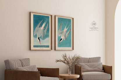 Estampes d'oiseaux J. J. Audubon STATEMENT DUO - Sterne royale |  | disponible encadré