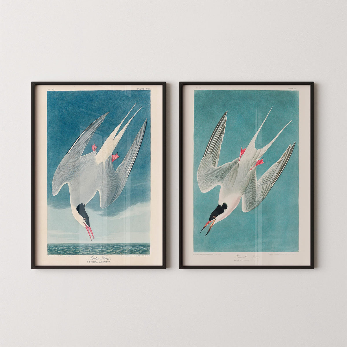 Estampes d'oiseaux J. J. Audubon STATEMENT DUO - Sterne royale |  | disponible encadré