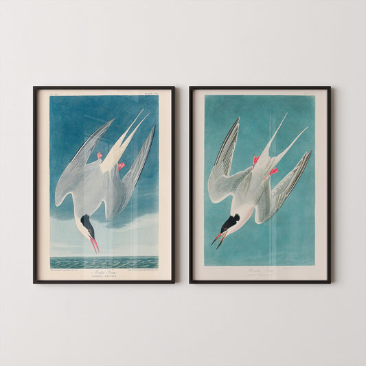 Estampes d'oiseaux J. J. Audubon STATEMENT DUO - Sterne royale |  | disponible encadré