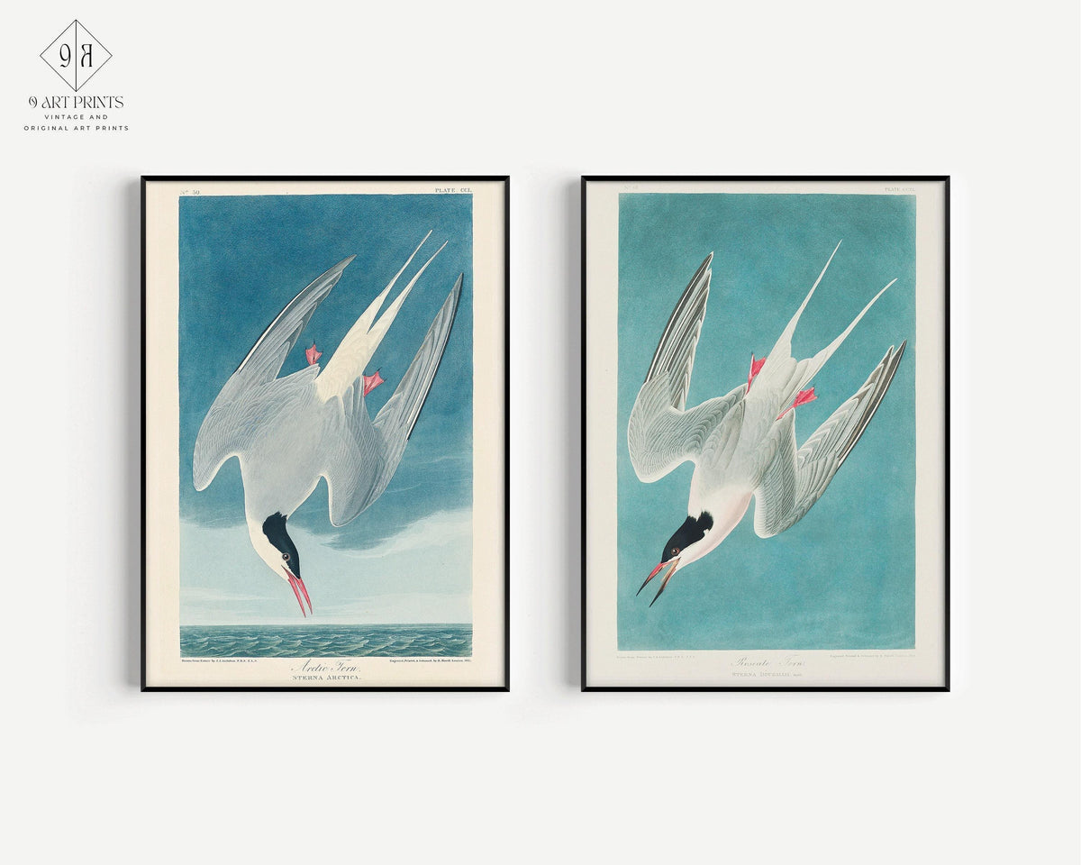 Estampes d'oiseaux J. J. Audubon STATEMENT DUO - Sterne royale |  | disponible encadré
