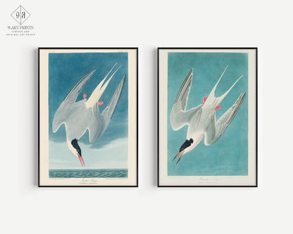 Estampes d'oiseaux J. J. Audubon STATEMENT DUO - Sterne royale |  | disponible encadré