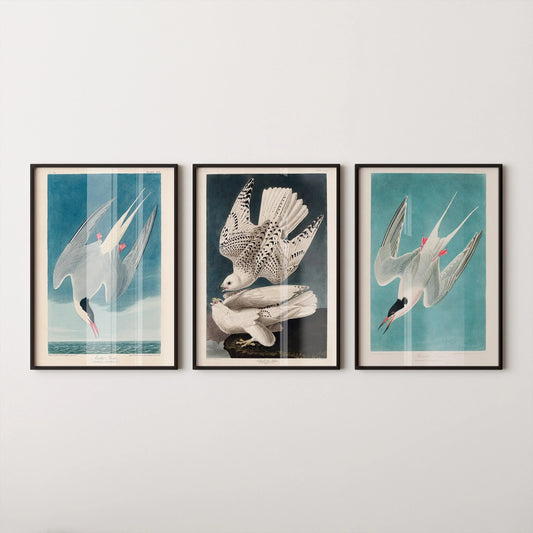 Gravures d'oiseaux d'Audubon : Sterne arctique et faucon - Giclée de qualité musée