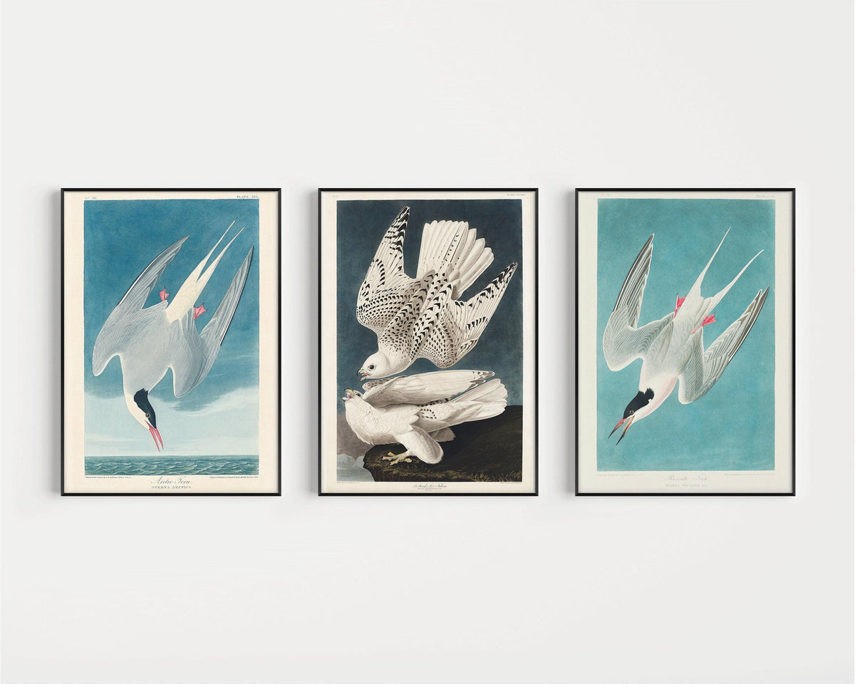 Gravures d'oiseaux d'Audubon : Sterne arctique et faucon - Giclée de qualité musée