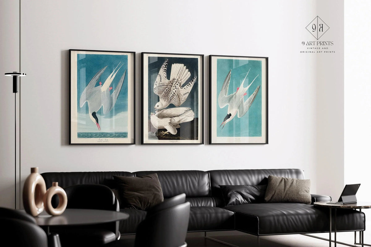 Gravures d'oiseaux d'Audubon : Sterne arctique et faucon - Giclée de qualité musée