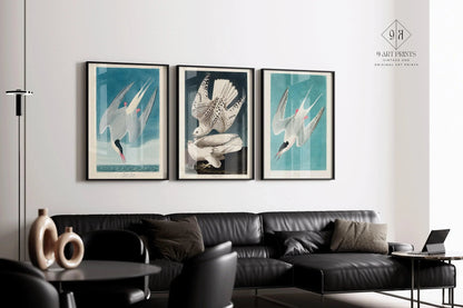 Gravures d'oiseaux d'Audubon : Sterne arctique et faucon - Giclée de qualité musée