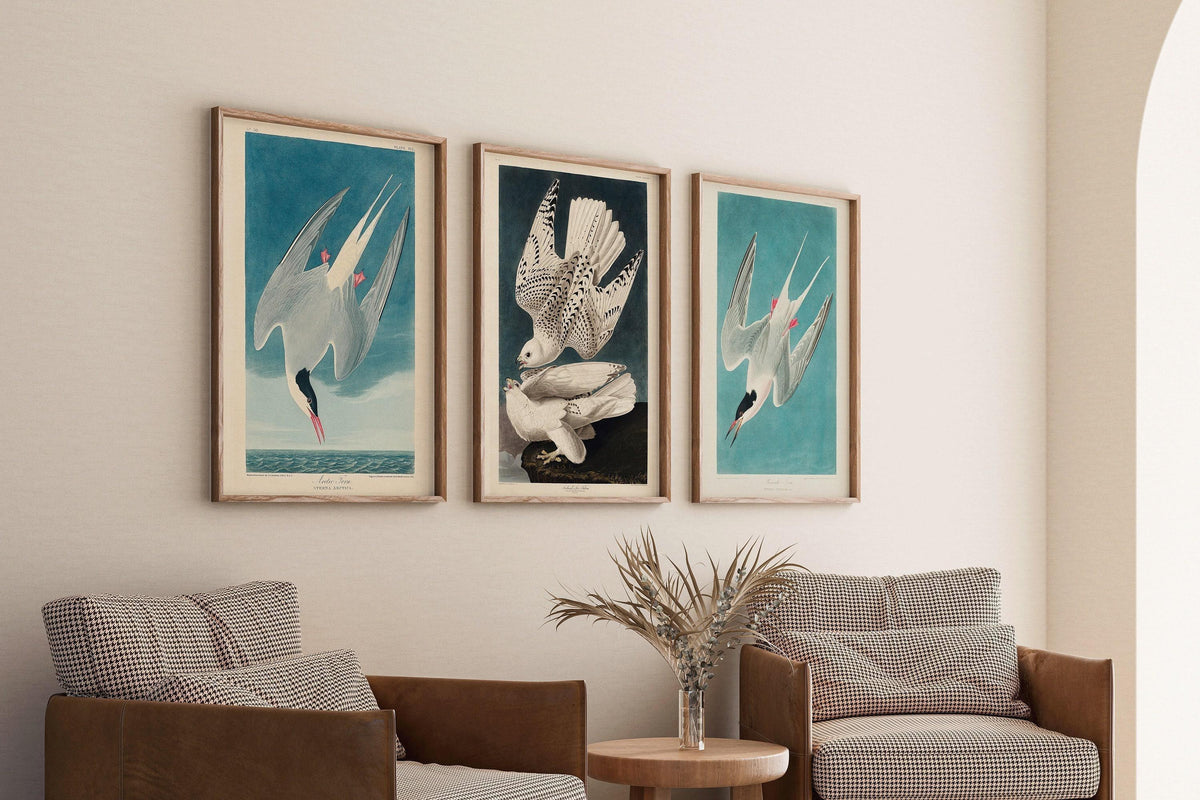 Gravures d'oiseaux d'Audubon : Sterne arctique et faucon - Giclée de qualité musée