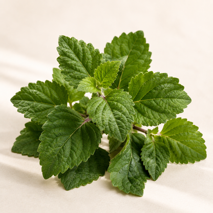 Natural Scents Huile Essentielle de Patchouli