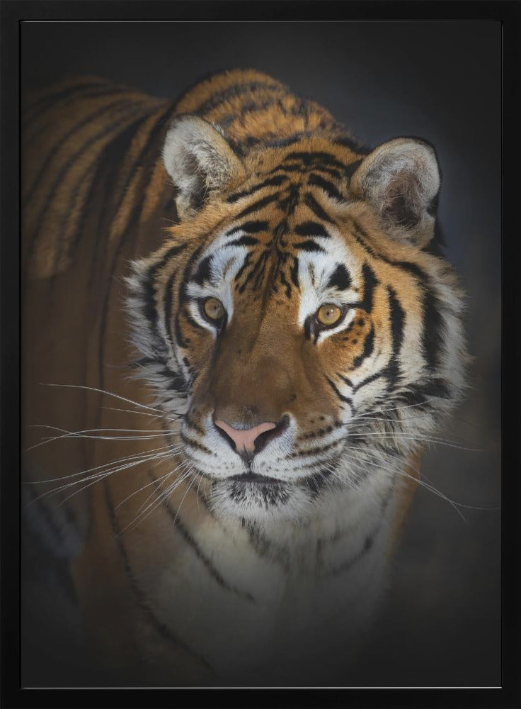 Siberian Tiger Close-Up Portrait Canvas Wall Art