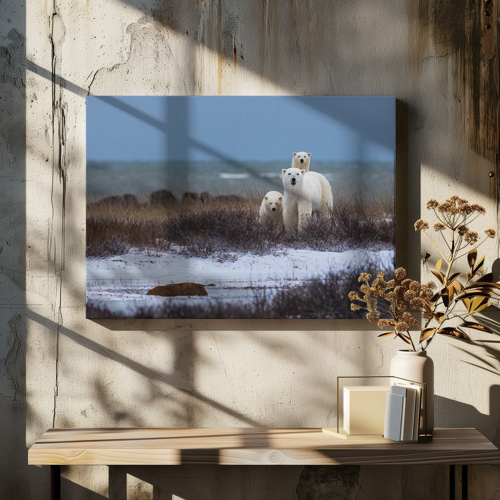 Wall art Mother bear with cubs, Hudson bay in the background