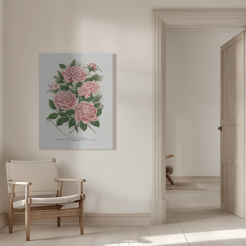 Wall Art Pink Rose, Gem of the Prairie Lithograph