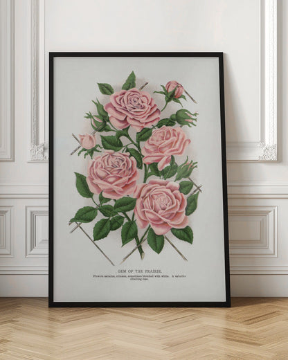 Wall Art Pink Rose, Gem of the Prairie Lithograph