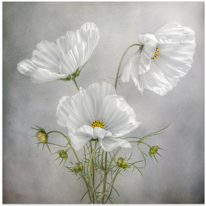 Wall Art Cosmos Charm Irises