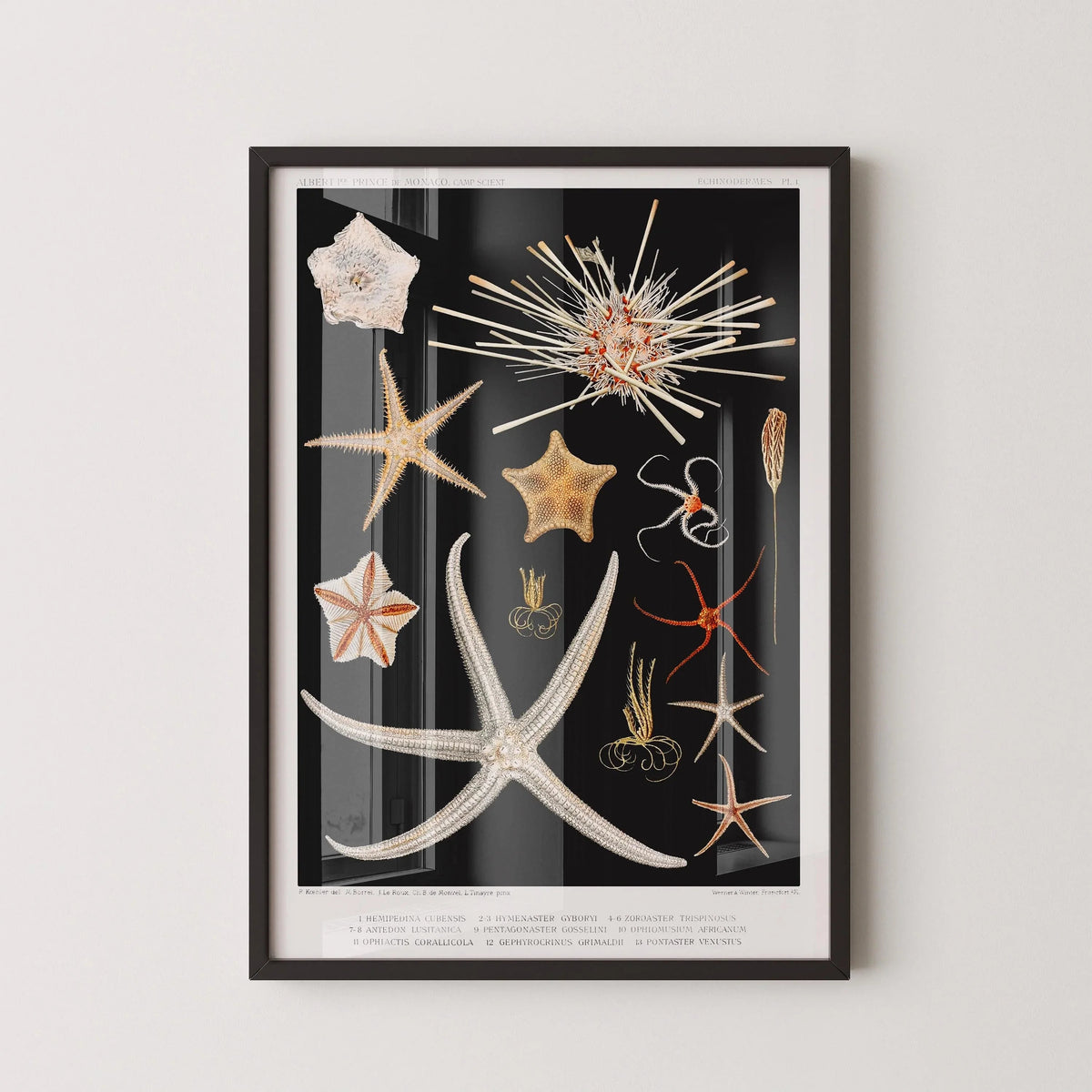 Starfish Print: Vintage Marine Life Sketch Art (Handframed or Unframed)