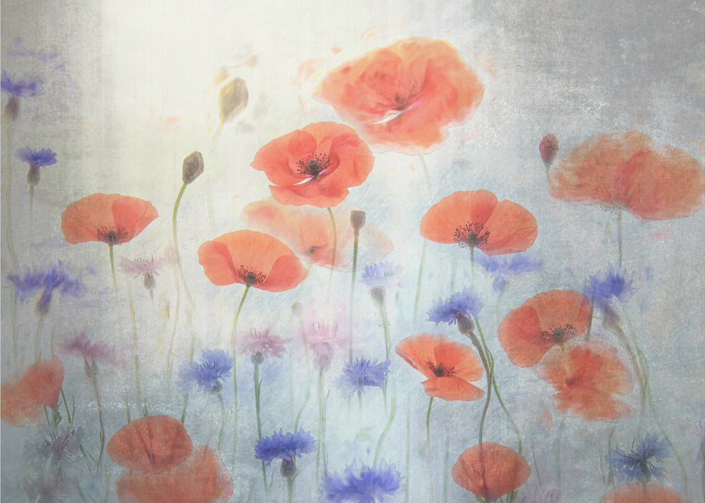 Wall Art Poppy