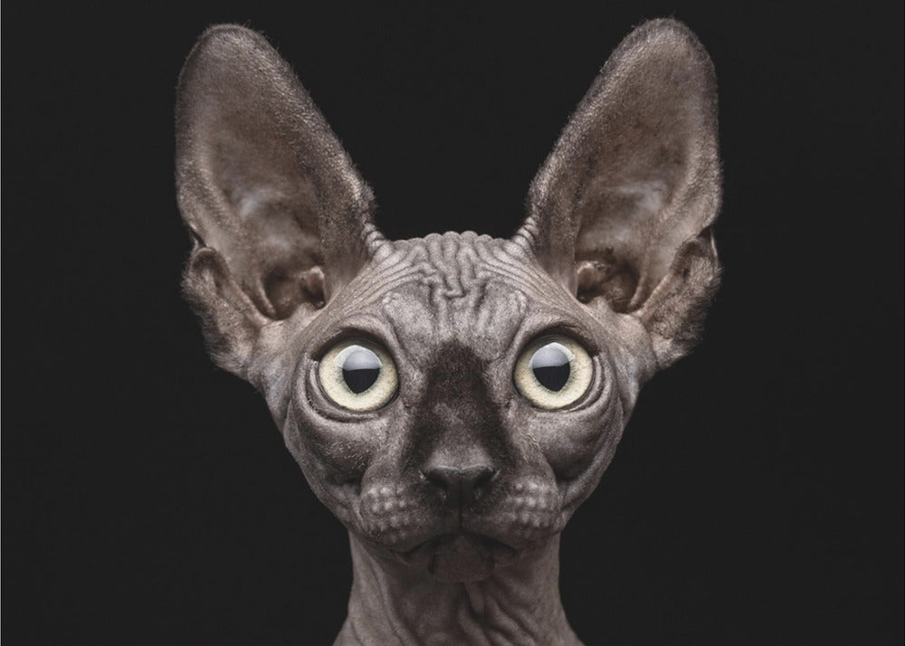 Wall art Sphynx Cat