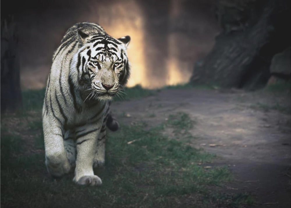 White Tiger Walking through a Dark Landscape Canvas Wall Art | White walker