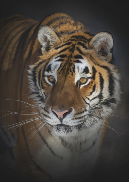 Siberian Tiger Close-Up Portrait Canvas Wall Art