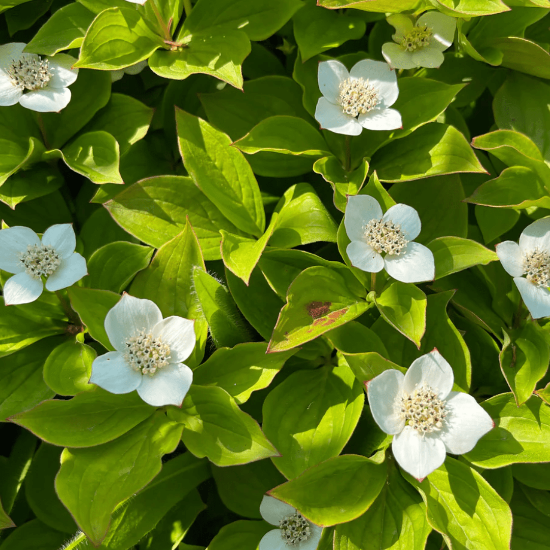 Quatre-temps | Feuille entière séchée (Cornus canadensis)