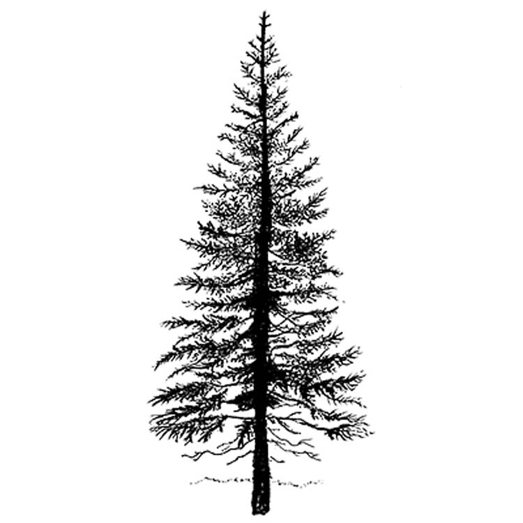 Lavinia Stamp - Sapin 1