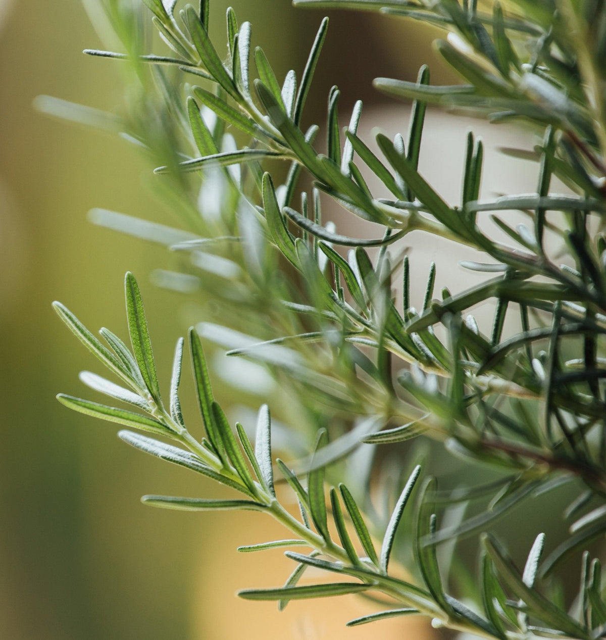 Tallow Balm Stacks