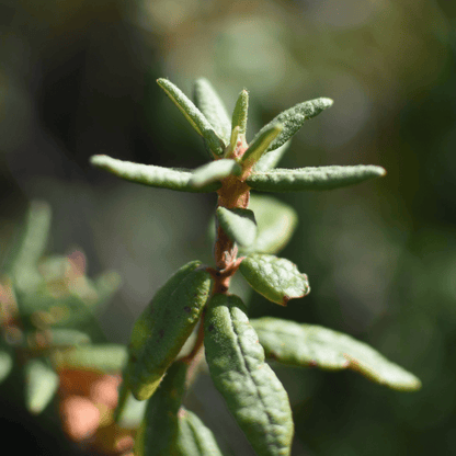 Thé du Labrador | Feuille entière séchée (Rhododendron groenlandicum)